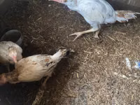 Chickens — Foto 3