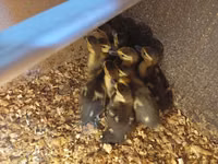 Ducks — foto 2
