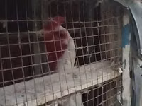 Chickens — foto 3