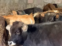 Boğa, Aberdin Angus — foto 6