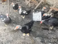 Ducks — photo 2