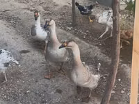 Geese — 写真 4