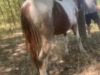 Cheval, Indian half-bred — photo 4