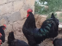 Australorp — zdjęcie 1