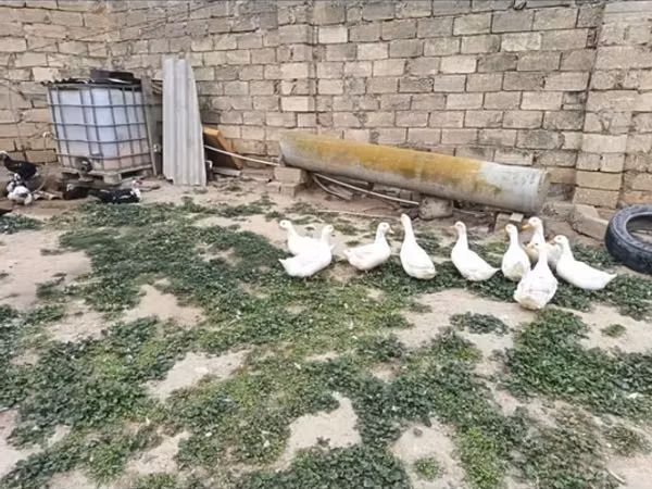 Geese