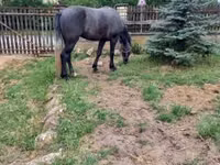 Айғыр, Lipizzaner — 5-сурет