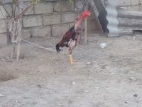 Chickens — Foto 4