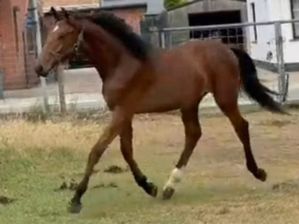 Cavalo, Cavalos