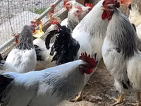 एडलर सिल्वर — फ़ोटो 1