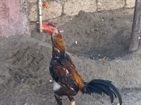 Chickens — Foto 1
