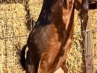 تيس, Kamori goats — الصورة 2