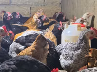 Chickens — Foto 2