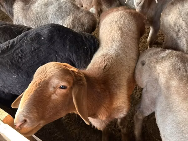 母羊, Sheep