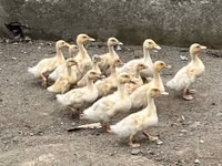 Amerykański Pekin — zdjęcie 2