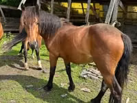 Бие, Međimurje horse — 1-сурет