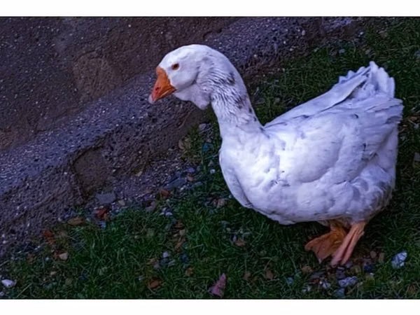 Geese — Ázerbájdžán