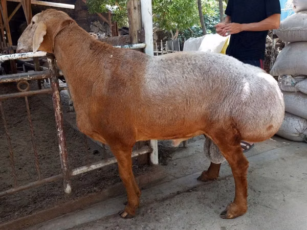 Bélier, Moutons
