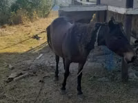 Yegua, Caballos — foto 2