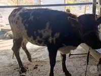 母牛, Cattle — 照片 4