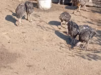 Turkeys — zdjęcie 4