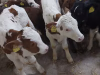 Boğa, Simmental cattle — foto 6