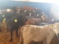 Buqa, Simmental cattle — 2-rasm