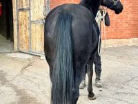 Toychoq, Akhal-Teke — 5-rasm