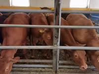 Taureau, Vache limousine — photo 5