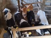 Taureau, Race Holstein — photo 2