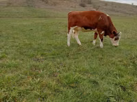Krava, Simmental cattle — foto 2
