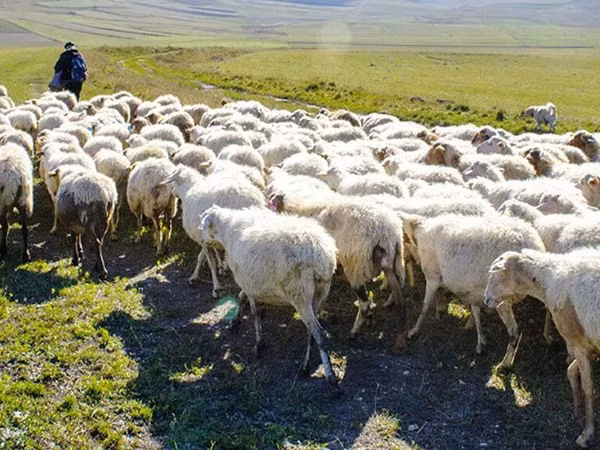 Ovce (šarže, pohlaví neuvedeno), Ovce — Ázerbájdžán