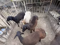 ஆண் ஆடு, ஆடுகள் — புகைப்படம் 3