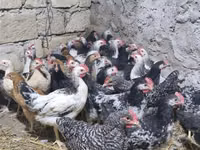 Chickens — zdjęcie 1