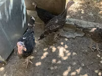 Turkeys — foto 3