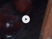 Chickens — foto 6