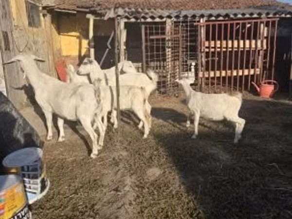 عنزة, الماعز