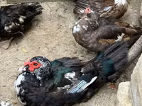 Ducks — foto 3