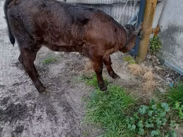 Sigir, Simmental cattle