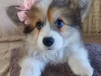Вельш Корги Пемброк из первых рук. Мы являемся первым и единственным — 照片 2