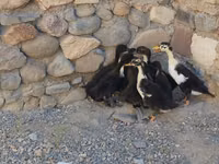 Ducks — Foto 3