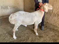 Carneiro, Arashan sheep — foto 1