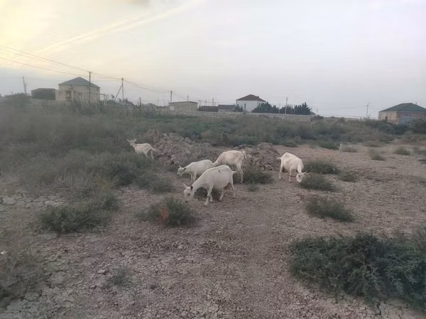 Koza, Kozy