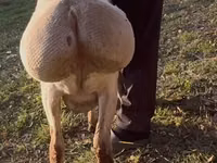 نعجة, Arashan sheep — الصورة 2