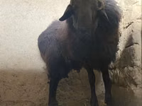 Bélier, Moutons — photo 1