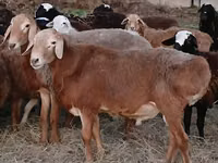 ஆண் ஆடு, Hissar sheep — புகைப்படம் 2
