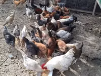 Chickens — 写真 3