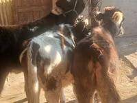 ثور, الماشية — الصورة 2