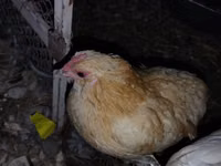 Chickens — zdjęcie 2