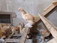 براهما — الصورة 7