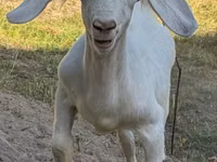 Taka, Russian White goat — 1-rasm